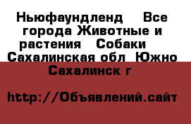 Ньюфаундленд  - Все города Животные и растения » Собаки   . Сахалинская обл.,Южно-Сахалинск г.